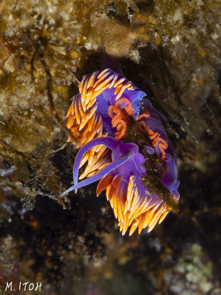 Spanish shawl laying eggs