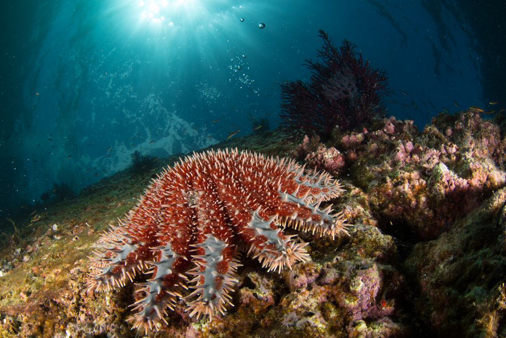 Crown of Thorns - Photo credit Gabriel Lu