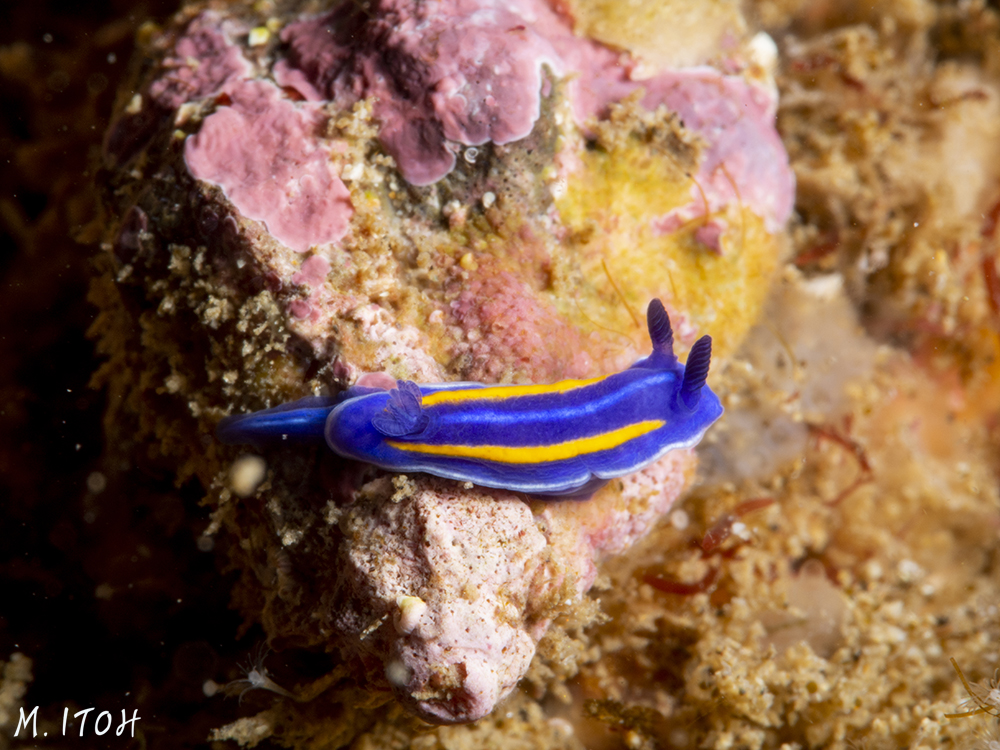 Always bright (and also tiny) Porter's chromodorid