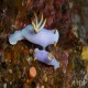 Hypselodoris bullocki