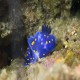 Felimare californiensis var. A (California blue dorid ) with eggs from Santa Cruz Island 9/30/16