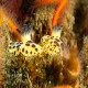 Jorunna pardus (leopard dorid) from Gull Island 5/12/18