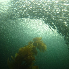 San Clemente Island