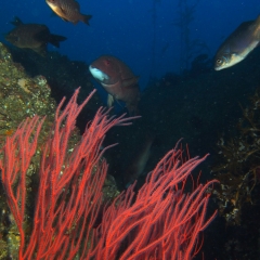 Santa Barbara Island