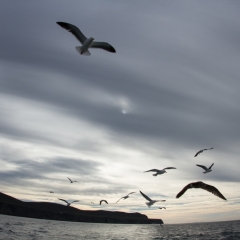 Santa Rosa Island