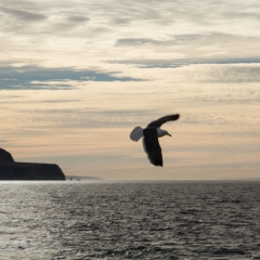 Santa Rosa Island