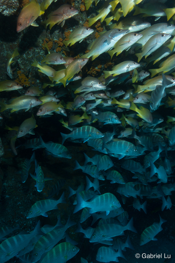 Loreto, Sea of Cortez Diving & Eco Expedition 2024